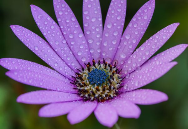 natur, blomst, plante, fotografering, blomst, kronblad