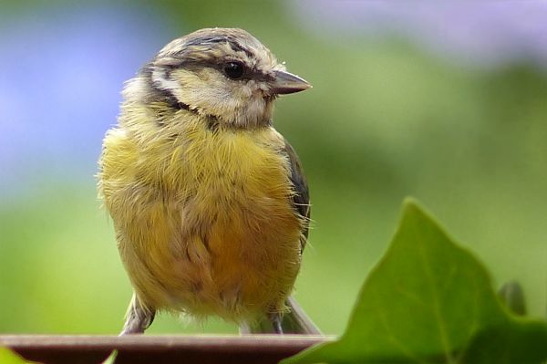 nature, bird, animal, wildlife, beak, young