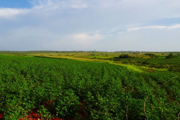 Landschaft, Natur, Gras, Horizont, Sumpf, Baum