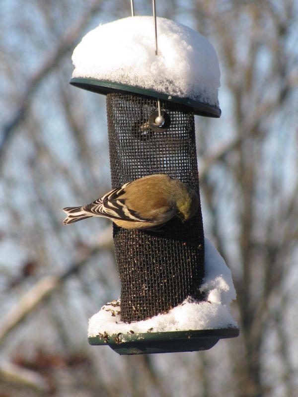 la nature,branche,neige,hiver,oiseau,blanc