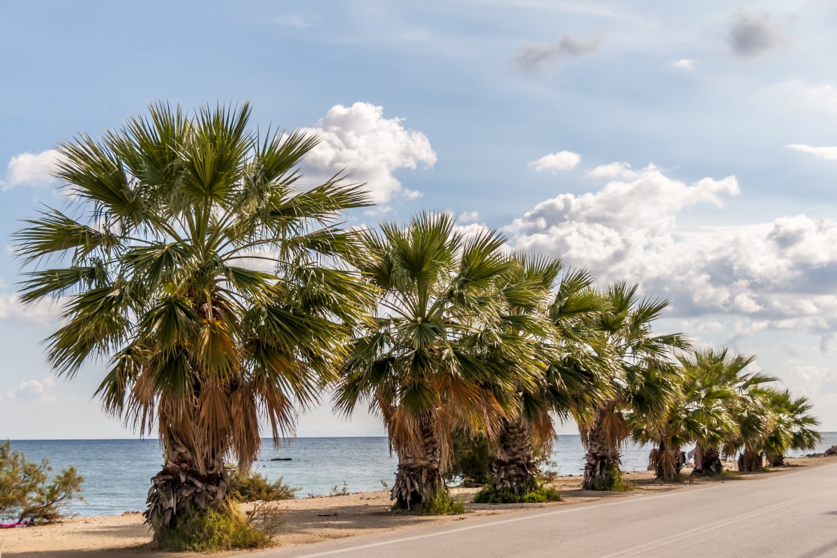 playa, mar, costa, árbol, Oceano, planta, la carretera, flor, verano, vacaciones, viajar, playa, tropical, vacaciones, palmeras, zona tropical, planta floreciendo, palmera datilera, Planta leñosa, Planta de tierra, Son escalas, Familia de palmeras, Borassus flabellifer