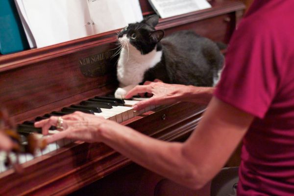 katt,piano,odyssey,hurleylounge,pianist,strengeinstrument