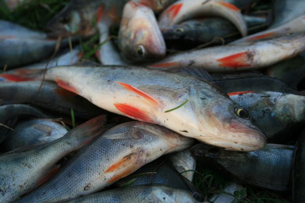 釣り,パーチ,魚,イワシ,カツオ,ミルクフィッシュ