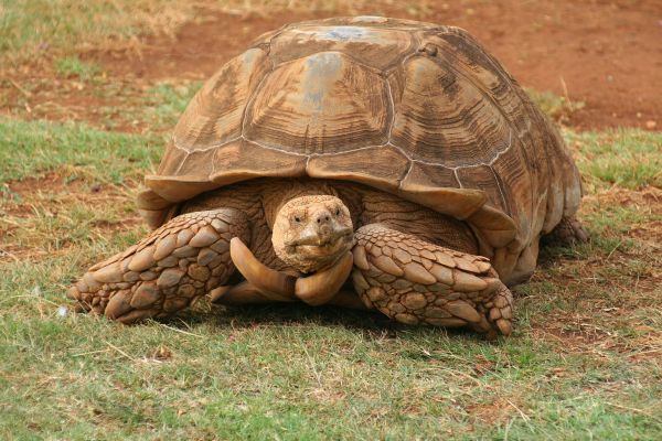 popândău de broască țestoasă,organism,târâtoare,animal terestru,Comunitate de plante,plantă