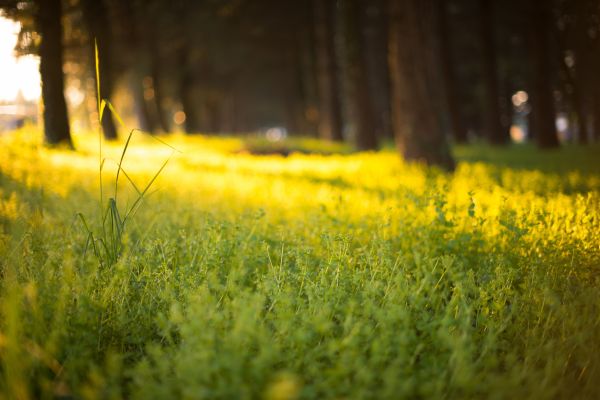 дърво,природа,гора,трева,светлина,растение