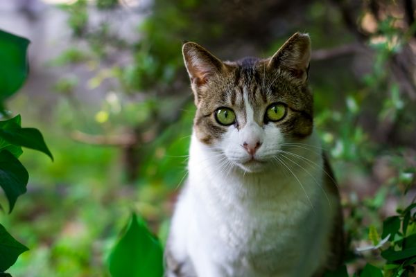 eläin,vihreä,kissa,symboli,nisäkäs,Aasia