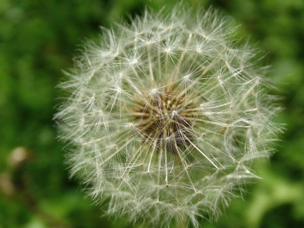 naturaleza,flor,planta,campo,césped,fotografía