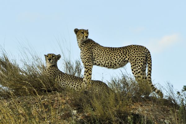 Wildnis, Abenteuer, Tierwelt, wild, Katze, Afrika