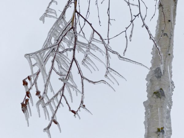 Baum,Natur,Ast,Schnee,Winter,kalt