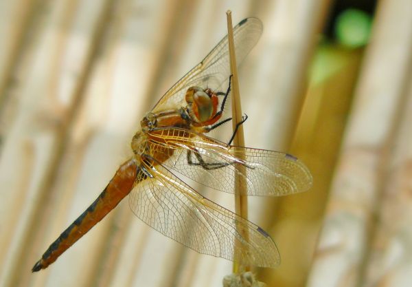 natură, aripă, fotografie, animal, insectă, macro