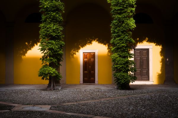 árbol,ligero,arquitectura,noche,casa,luz de sol