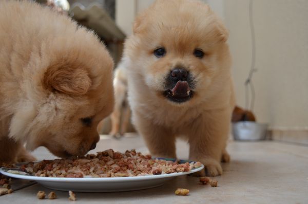 子犬, 犬, 動物, イヌ, ペット, 毛皮