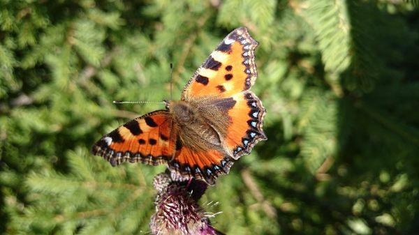 la nature,fleur,faune,insecte,Orange,botanique