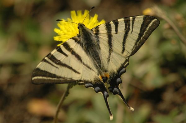 Natura, skrzydło, kwiat, fotografia, liść, lato