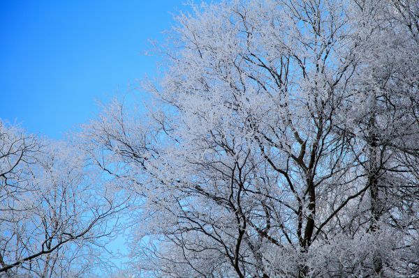 arbre,la nature,de plein air,branche,neige,fleur