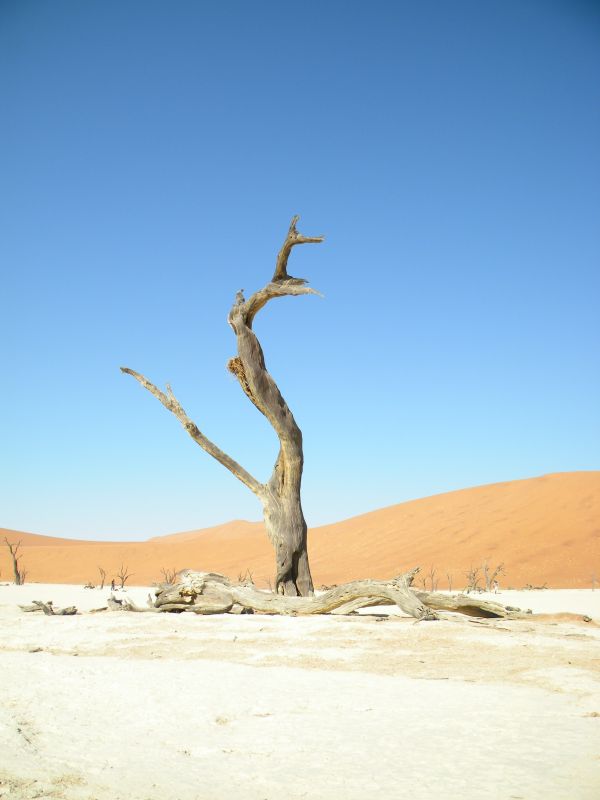 playa,paisaje,mar,árbol,arena,cielo