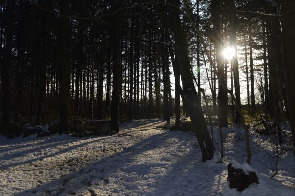 landschap, boom, natuur, Bos, buitenshuis, tak