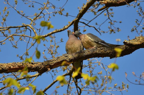 træ, afdeling, fugl, himmel, blomst, flyve