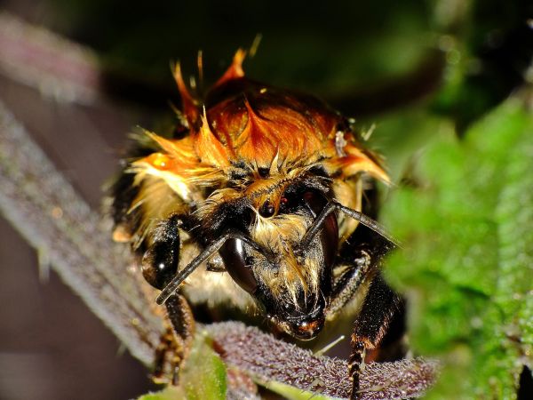 natur, fotografi, blomma, vilda djur och växter, insekt, makro