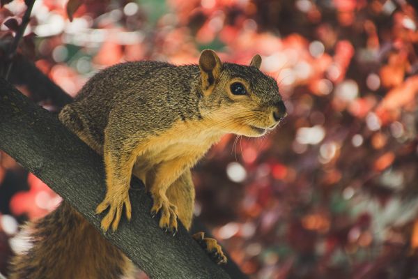 esquilo, vertebrado, mamífero, Esquilo de raposa, ground squirrels, Esquilo cinzento