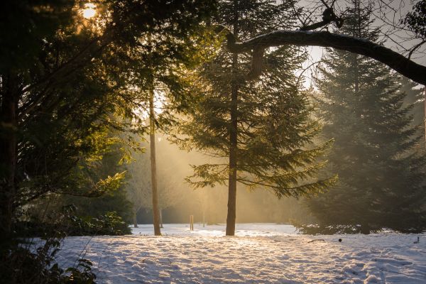 árvore,natureza,neve,agua,floresta,ramo