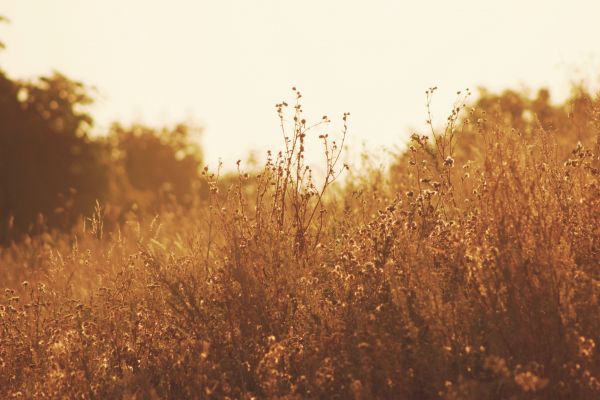 Baum, Natur, Gras, Pflanze, Sonnenschein, Horizont