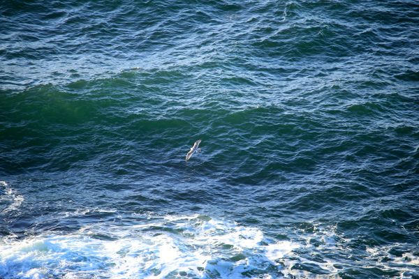 sea, coast, water, ocean, wave, seagull