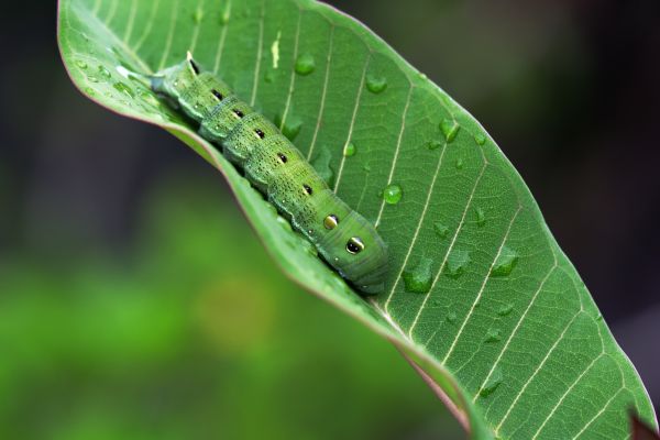 nature, branch, plant, photography, leaf, animal