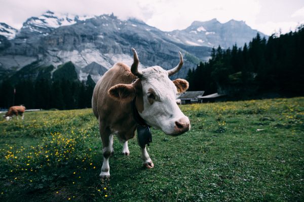 iarbă,camp,fermă,luncă,animal,vacă