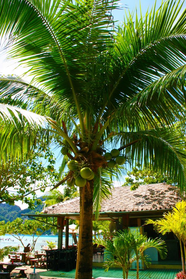 playa, mar, costa, árbol, agua, paisaje