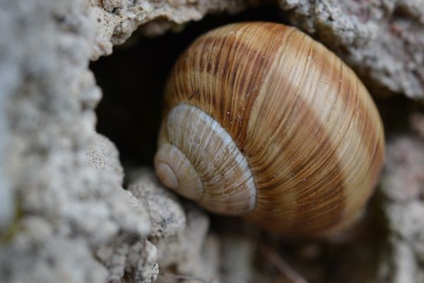 shell, virvelløse, skjell, natur, dyr, fauna