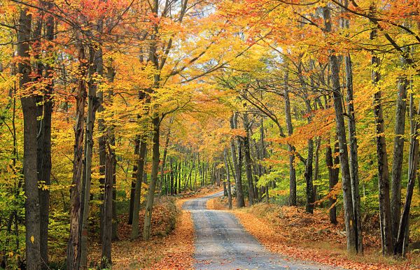 arbre, la nature, forêt, plante, route, branche