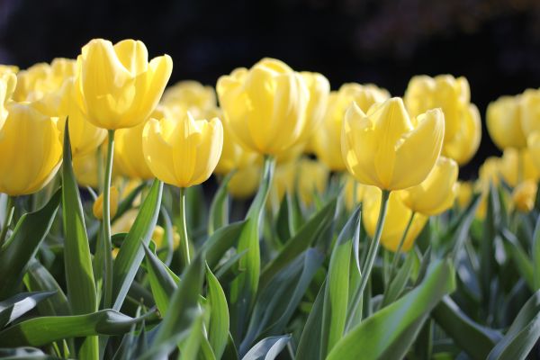 la nature,plante,fleur,pétale,floral,tulipe