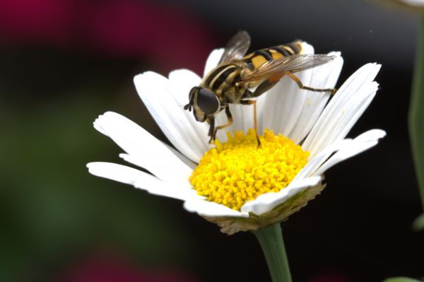 naturaleza, flor, planta, blanco, flor, pétalo