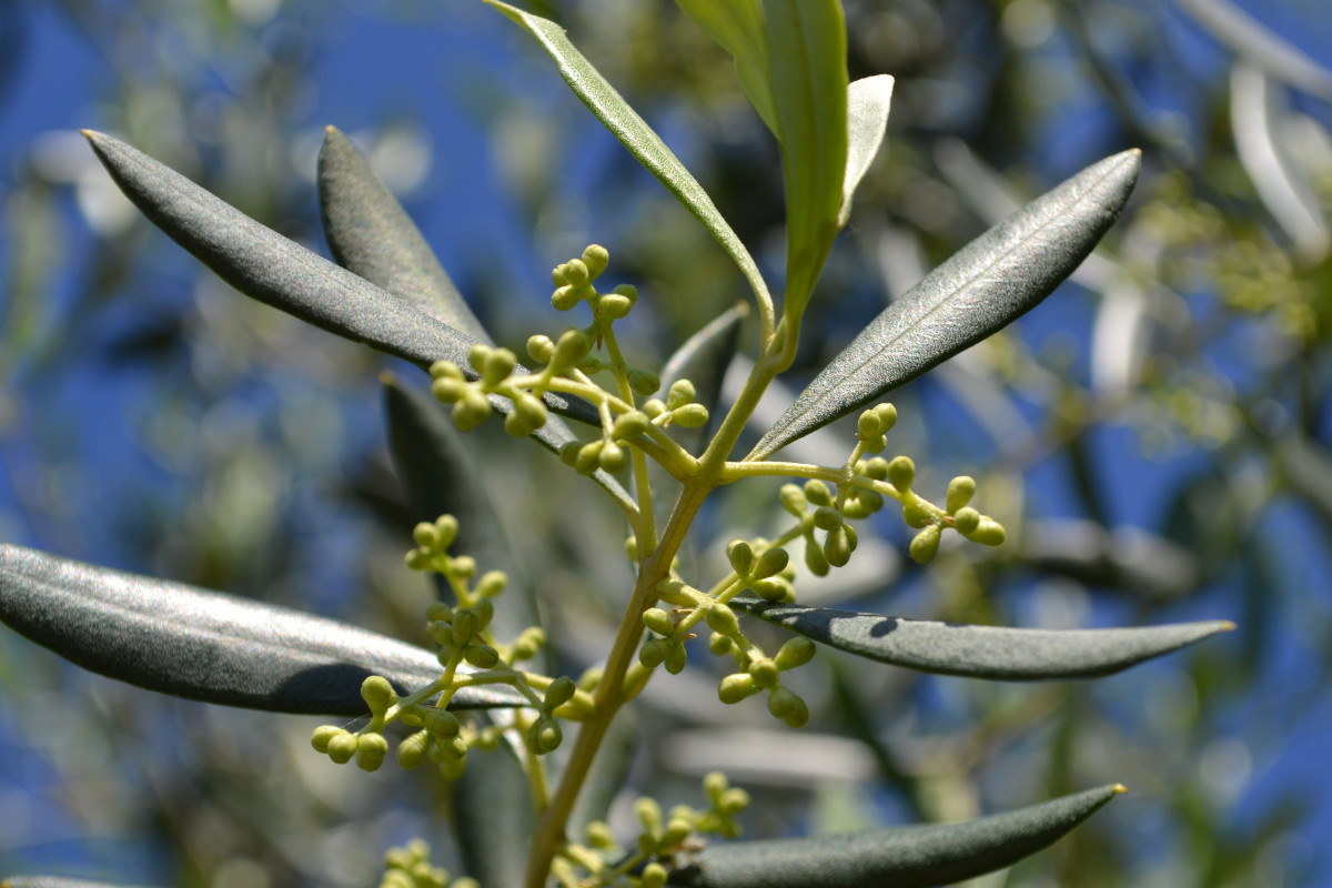 Baum, Ast, blühen, Pflanze, Frucht, Blume, Lebensmittel, Kraut, produzieren, Ernte, immergrün, Botanik, Flora, Strauch, Olivo, Rosmarin, Jasmin, blühende Pflanze, Olivenzweige, Landanlage, Olivenblüten