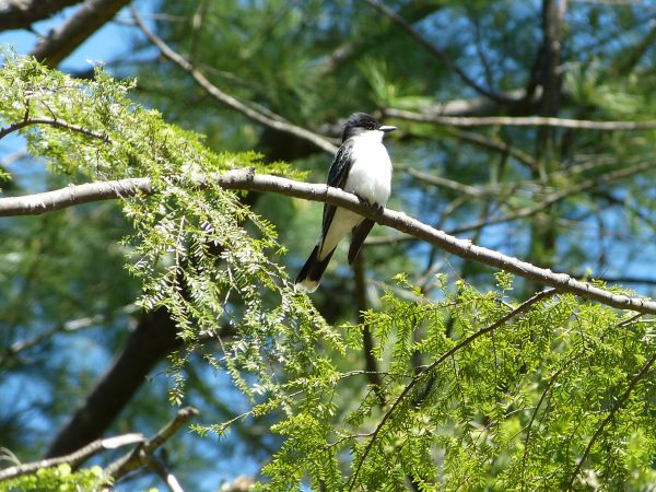 naturaleza,rama,pájaro,flor,árbol,hoja