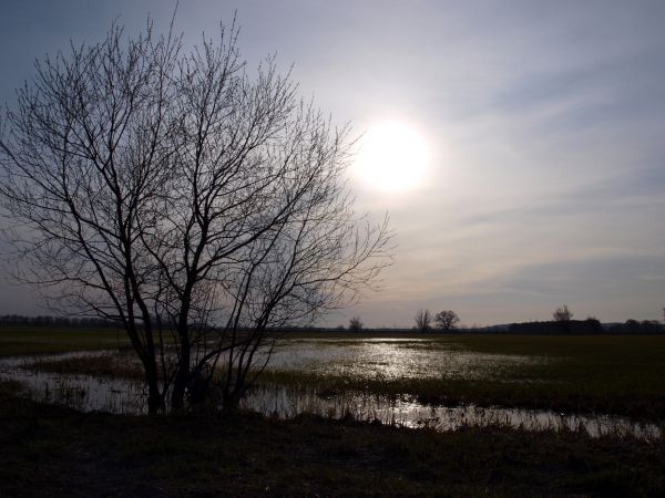 pemandangan,alam,awan,pohon,rawa,langit