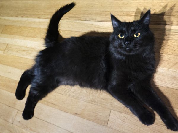 2015,gatito,gato,mamífero,gato negro,negro