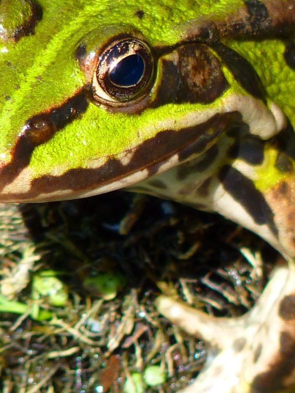 water, wildlife, green, biology, frog, toad