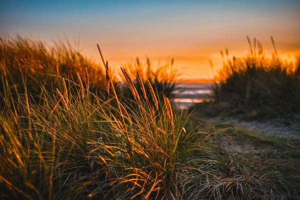 Himmel, Natur, natürliche Landschaft, Vegetation, Gras, Sonnenuntergang