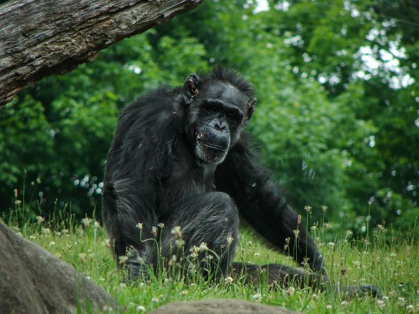 自然, 動物, 野生動物, 野生, 森林, 可愛い