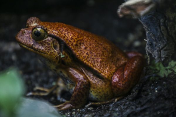 eau, la nature, animal, été, faune, Orange