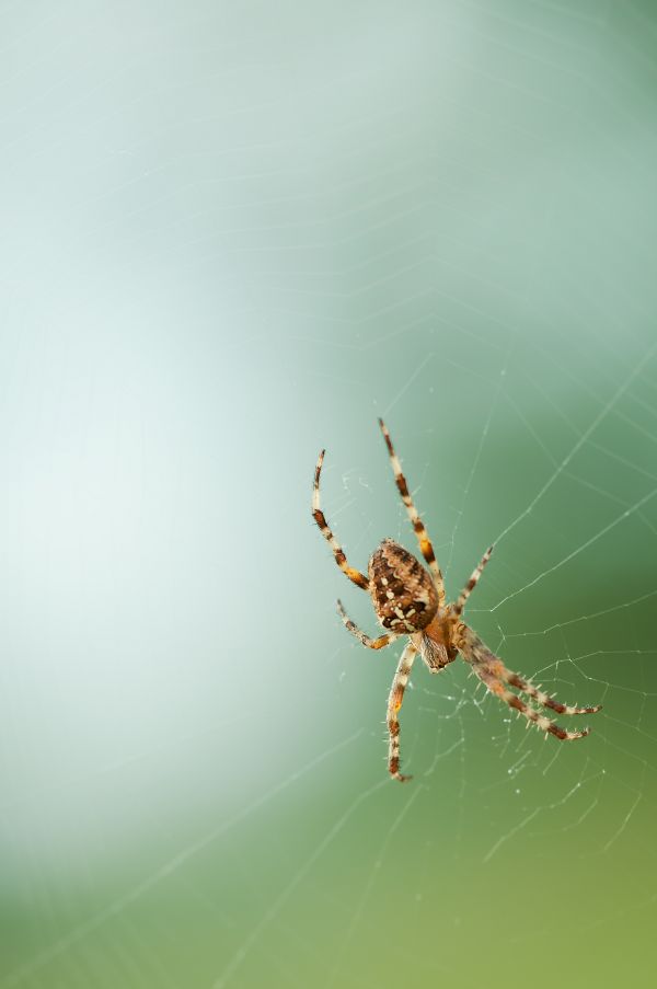 natur,fotografering,fauna,virvelløse,spindelvev,grønn