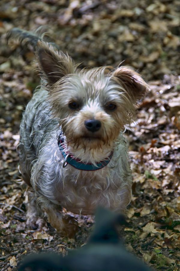 cucciolo,cane,mammifero,vertebrato,camminare,schnauzer miniatura