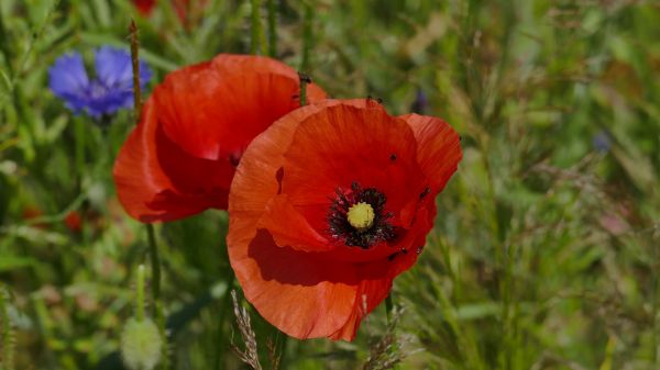 natur, blomma, växt, blomma, fält, äng