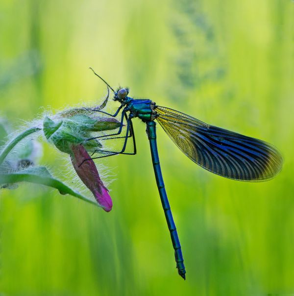 natur, vinge, fotografi, blomma, grön, insekt