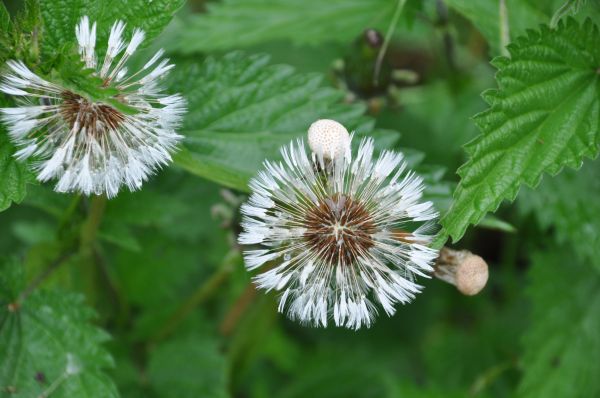 Natur,Ast,blühen,Pflanze,Weiß,Feld