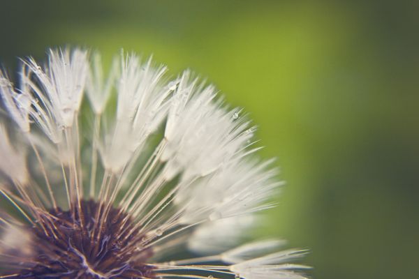 landskap, natur, gräs, gren, träd, blomma