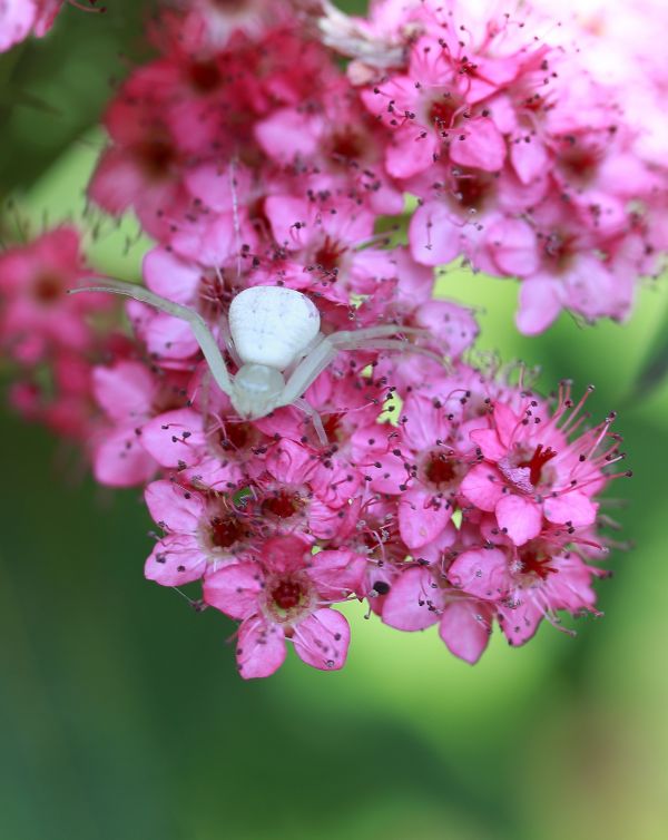 afdeling, blomst, plante, hvid, blomst, kronblad