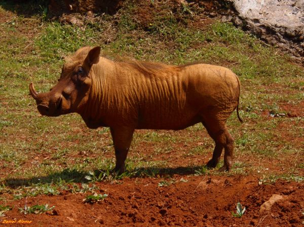 animal,animais selvagens,chifre,Pastoreio,África,natureza